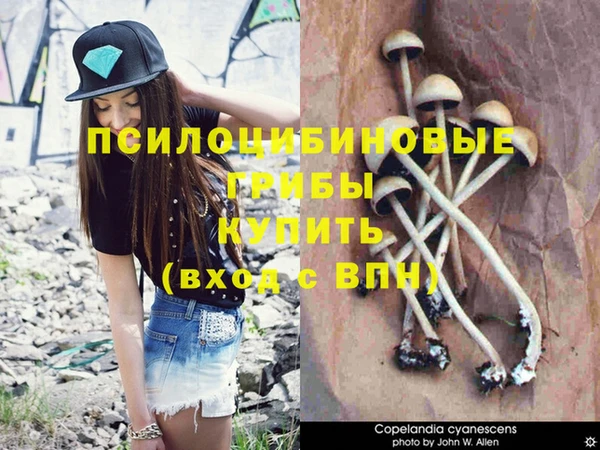 шишки Арсеньев